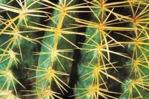 Closeup view of a cactus