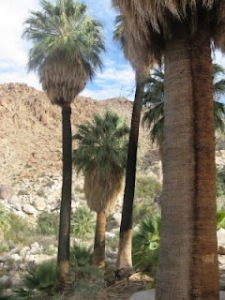 Palm Trees In Arizona